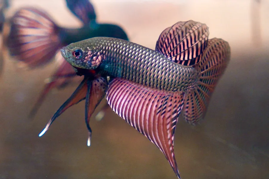 Betta Fish